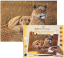 Pittura con numeri formato A3 - Leone africano con cuccioli