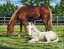 R&L Pictură după numere pe pânză – Horses in Field