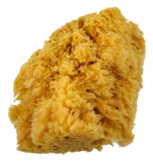 Velká přírodní karibská houba