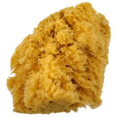 Velká přírodní karibská houba