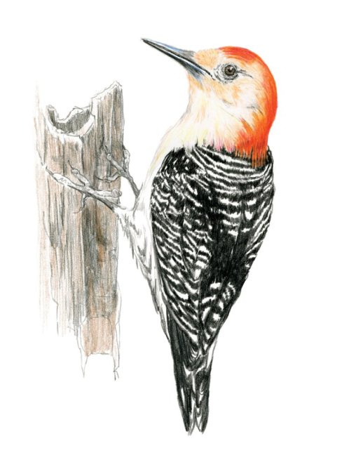 R&L Kreativni set za crtanje – 31 kom