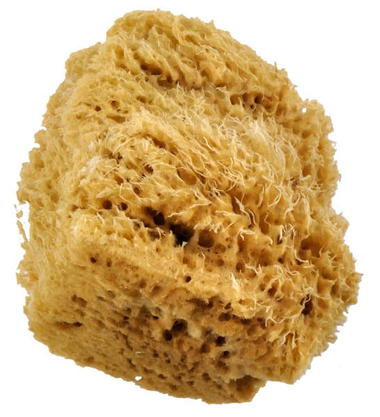 Grande spugna naturale di lana