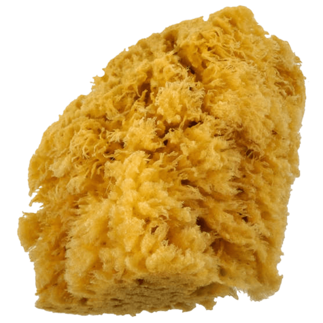 Grande spugna naturale caraibica
