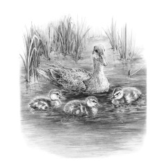 Royal & Langnickel set za skiciranje s motivom - Patke na jezeru