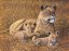 Pittura con numeri formato A3 - Leone africano con cuccioli