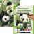Maľovanie podľa čísiel formát A4 - Panda s mláďaťom