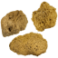 Spugne marine naturali - spugne ondulate - set - 3 pezzi