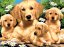 R&L Pittura per numeri – Golden Retriever Puppies