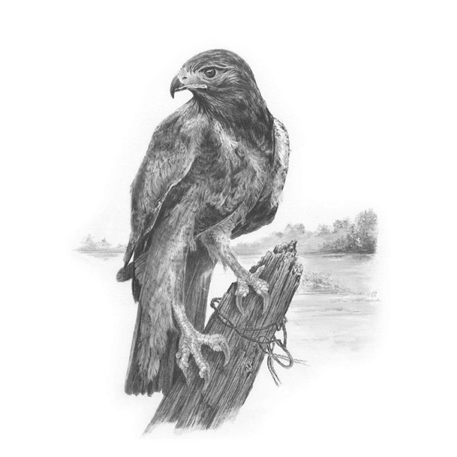Set da disegno Royal & Langnickel con motivo - Falco