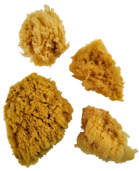 Set di 4 spugne naturali