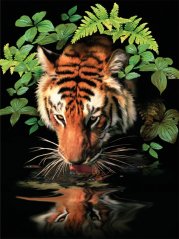 Maľovanie podľa čísiel formát A4 - Smädný tiger