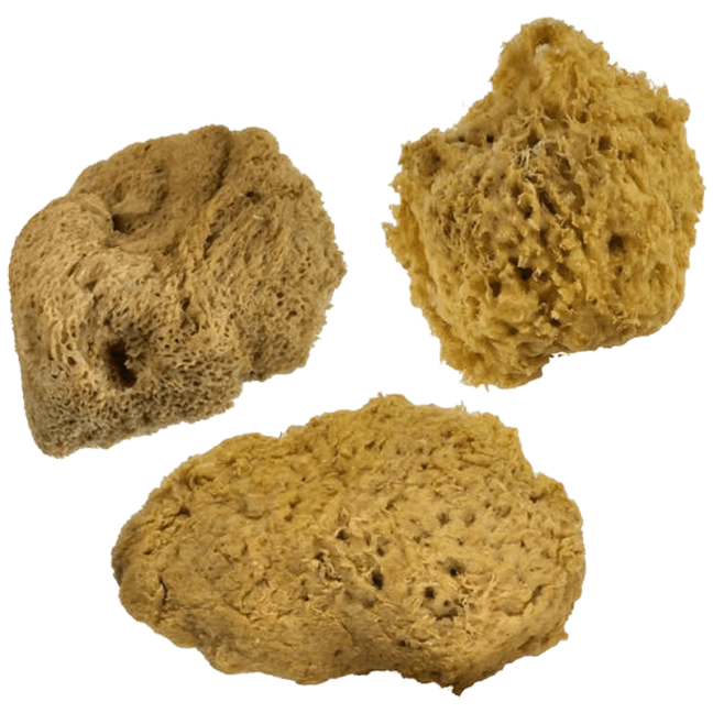 Spugne marine naturali - spugne ondulate - set - 3 pezzi