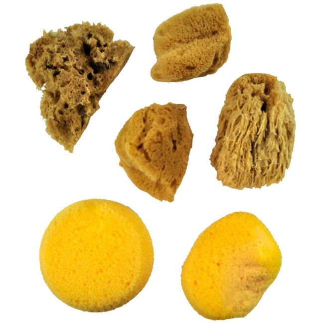Spugne naturali e sintetiche - set da 6 pezzi