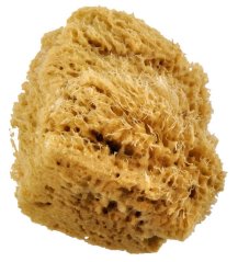 Veľká prírodná vlnená špongia