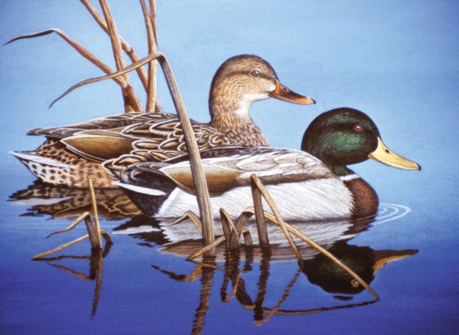 R&L Pittura con i numeri – Blue water mallards